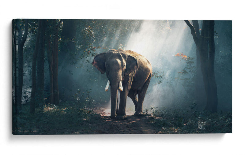 Elefante en el bosque | Cuadro decorativo de Canvas Lab