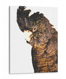 Cacatúa - Alemi | Cuadro decorativo de Canvas Lab