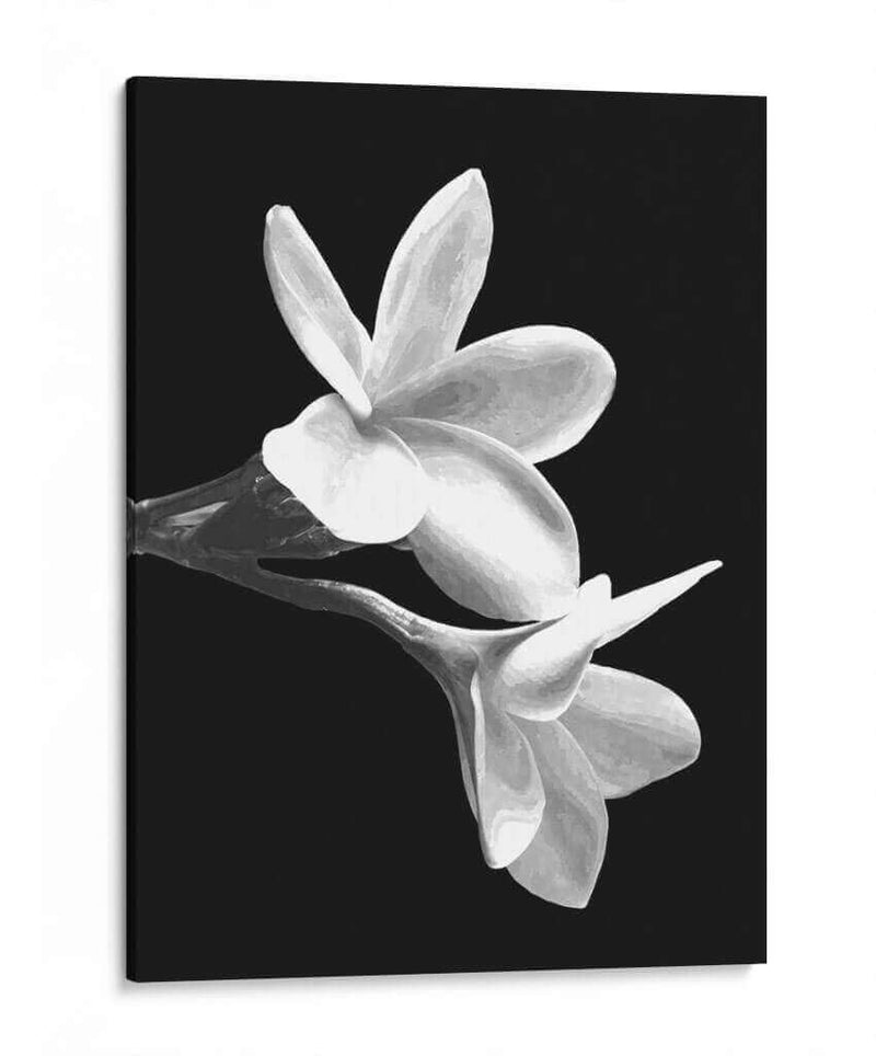 Flores Blancas - Alemi | Cuadro decorativo de Canvas Lab