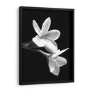 Flores Blancas - Alemi | Cuadro decorativo de Canvas Lab