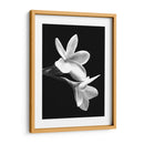 Flores Blancas - Alemi | Cuadro decorativo de Canvas Lab