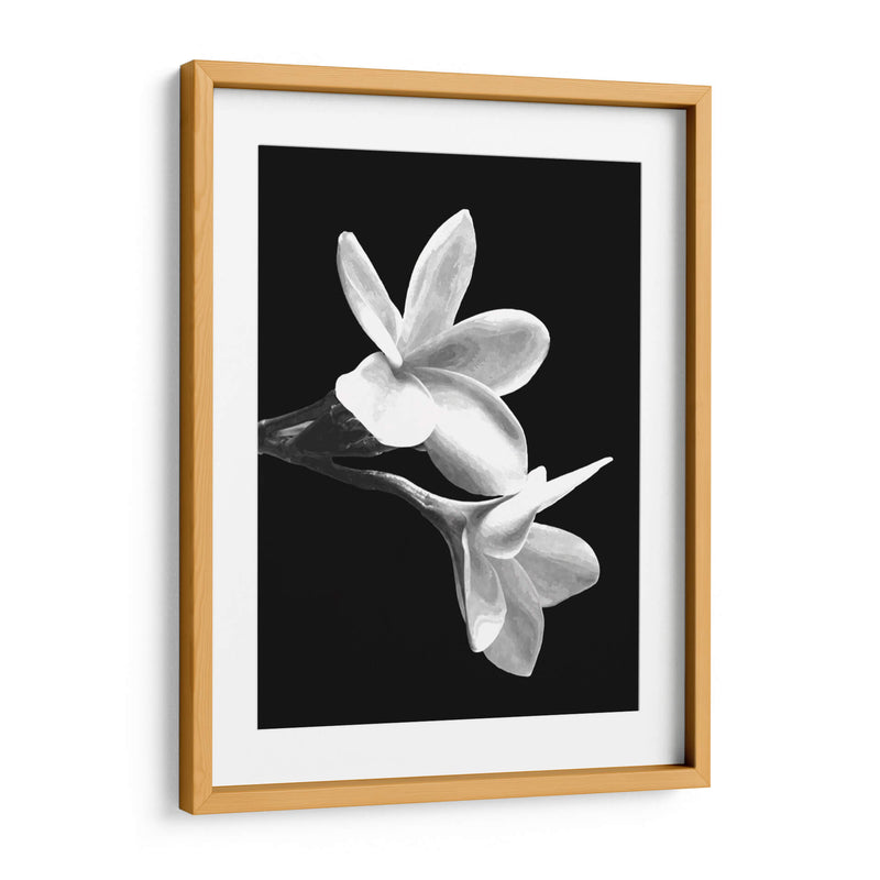 Flores Blancas - Alemi | Cuadro decorativo de Canvas Lab