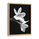 Flores Blancas - Alemi | Cuadro decorativo de Canvas Lab