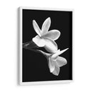 Flores Blancas - Alemi | Cuadro decorativo de Canvas Lab