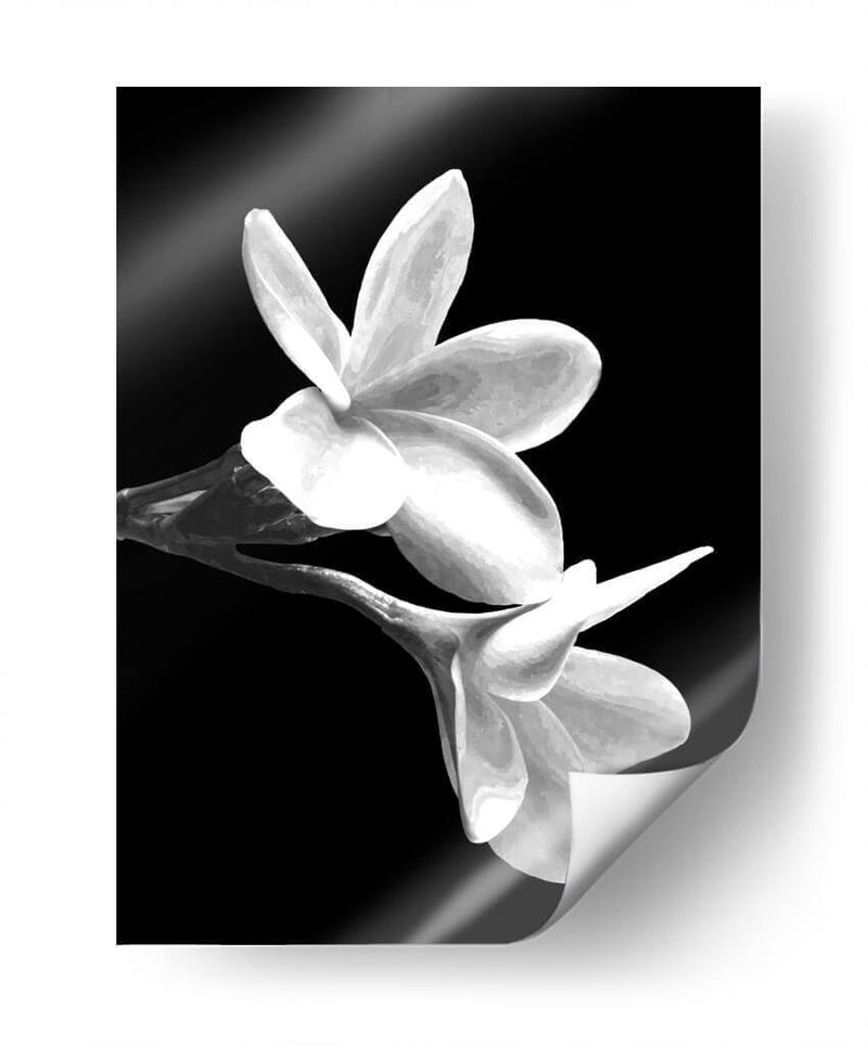 Flores Blancas - Alemi | Cuadro decorativo de Canvas Lab