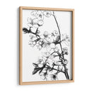 Flores de Cerezo Blanco y Negro - Alemi | Cuadro decorativo de Canvas Lab