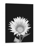 Girasol Blanco y Negro - Alemi | Cuadro decorativo de Canvas Lab