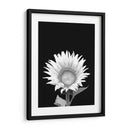 Girasol Blanco y Negro - Alemi | Cuadro decorativo de Canvas Lab