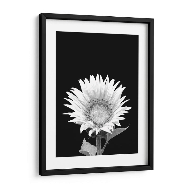 Girasol Blanco y Negro - Alemi | Cuadro decorativo de Canvas Lab