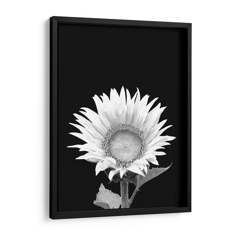 Girasol Blanco y Negro - Alemi | Cuadro decorativo de Canvas Lab