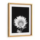 Girasol Blanco y Negro - Alemi | Cuadro decorativo de Canvas Lab