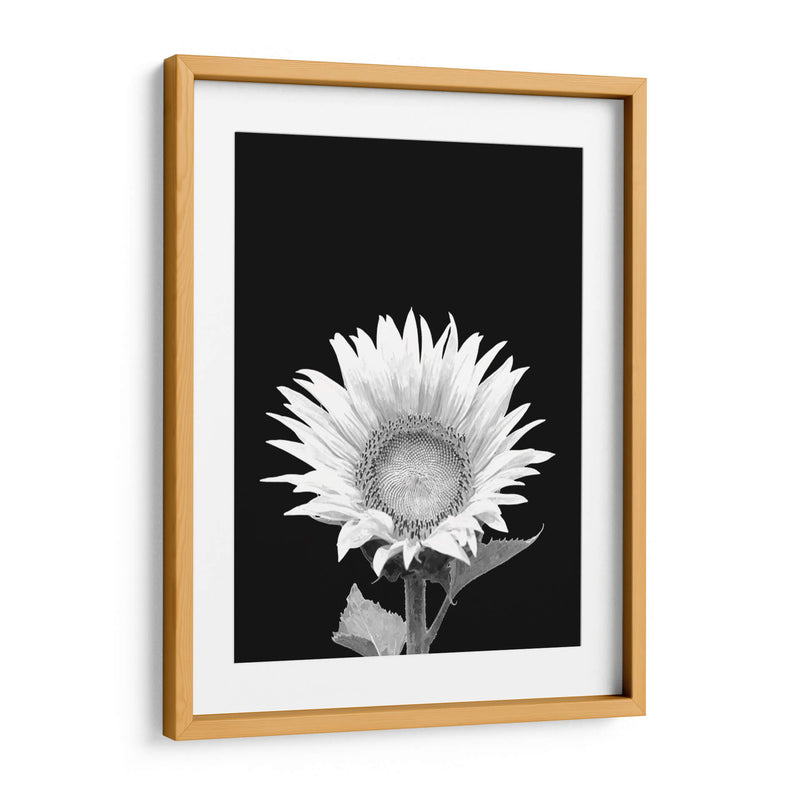 Girasol Blanco y Negro - Alemi | Cuadro decorativo de Canvas Lab