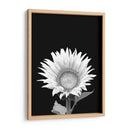 Girasol Blanco y Negro - Alemi | Cuadro decorativo de Canvas Lab