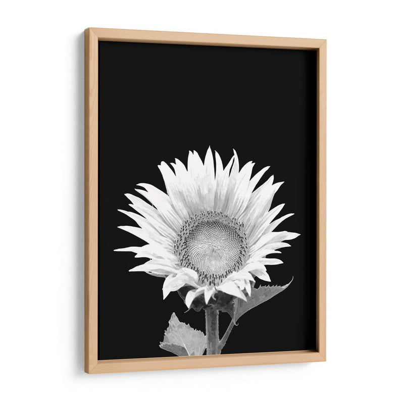 Girasol Blanco y Negro - Alemi | Cuadro decorativo de Canvas Lab