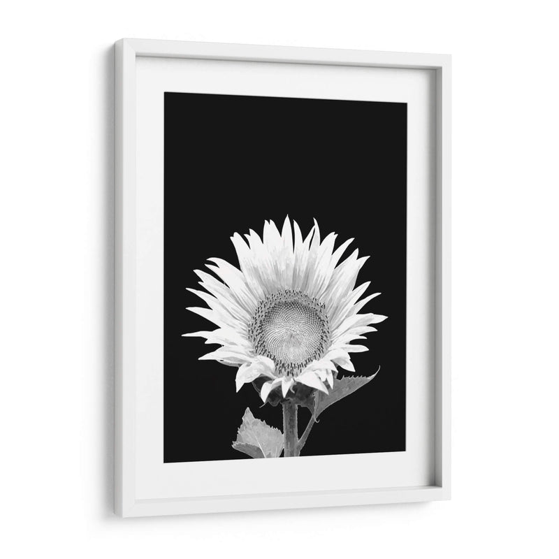 Girasol Blanco y Negro - Alemi | Cuadro decorativo de Canvas Lab