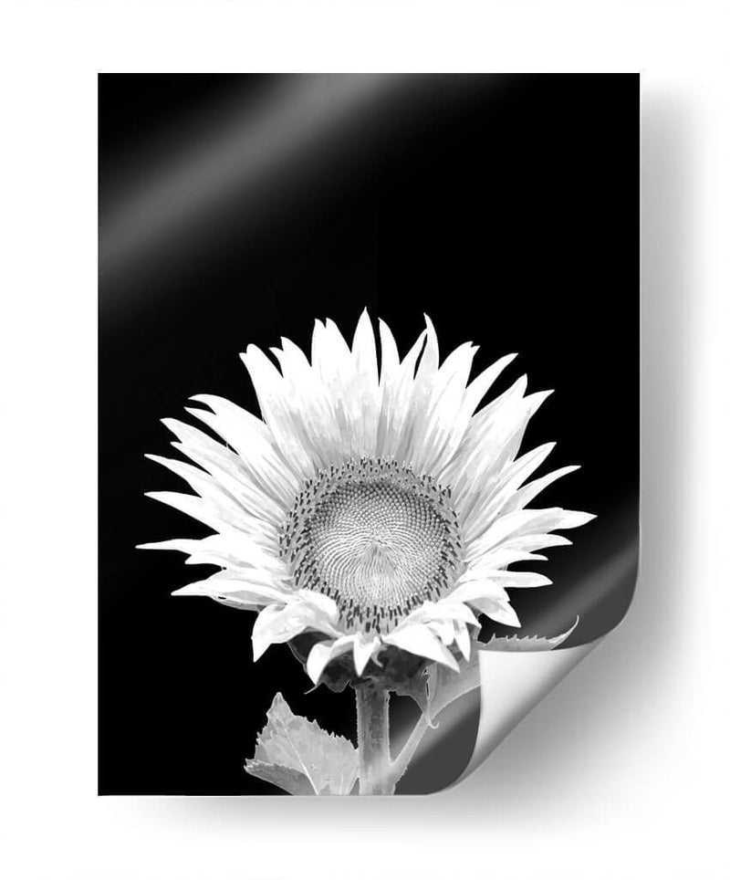 Girasol Blanco y Negro - Alemi | Cuadro decorativo de Canvas Lab