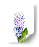 Jacinto - Alemi | Cuadro decorativo de Canvas Lab