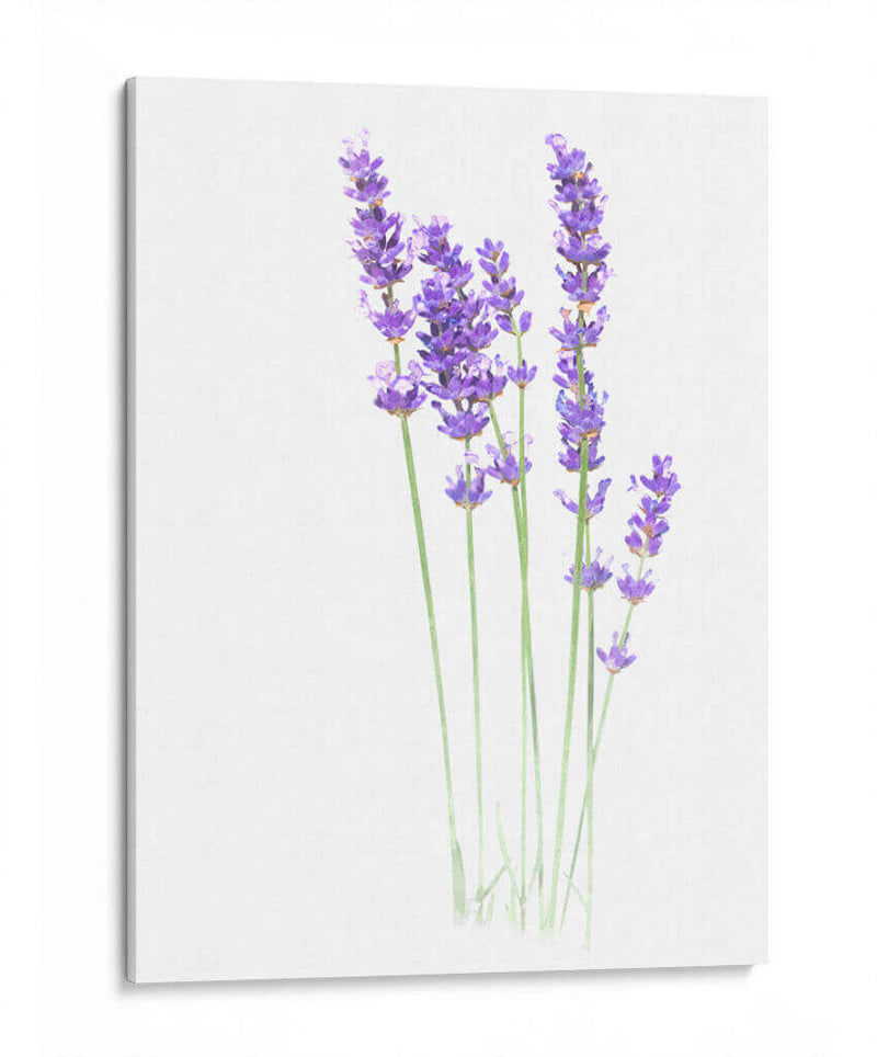 Lavanda - Alemi | Cuadro decorativo de Canvas Lab