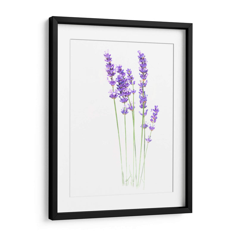 Lavanda - Alemi | Cuadro decorativo de Canvas Lab