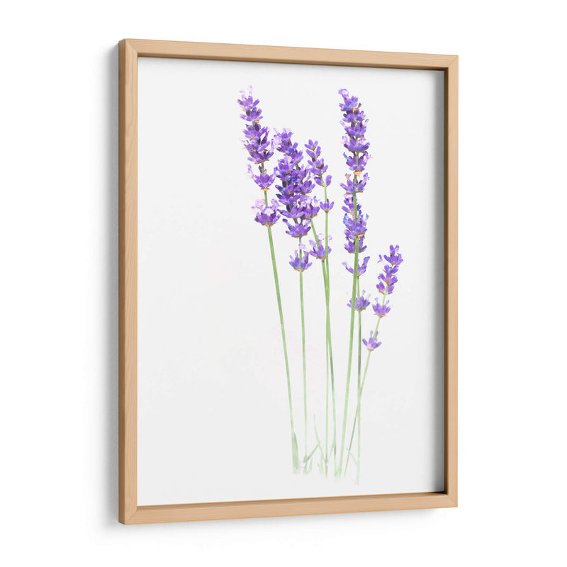 Lavanda - Alemi | Cuadro decorativo de Canvas Lab