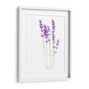 Lavanda - Alemi | Cuadro decorativo de Canvas Lab