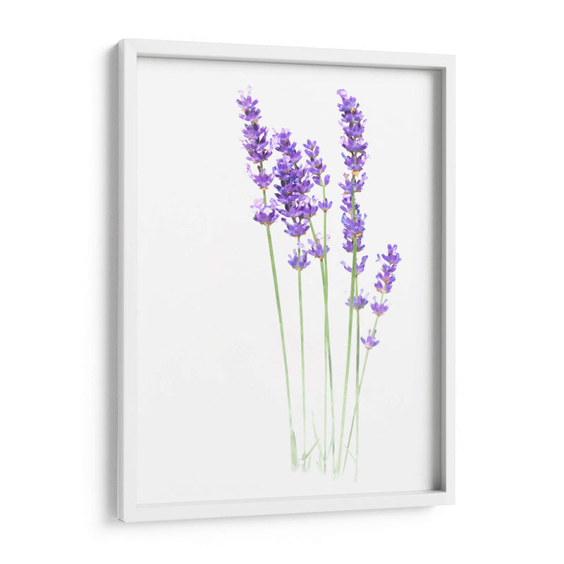 Lavanda - Alemi | Cuadro decorativo de Canvas Lab