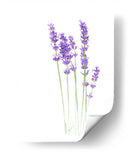 Lavanda - Alemi | Cuadro decorativo de Canvas Lab