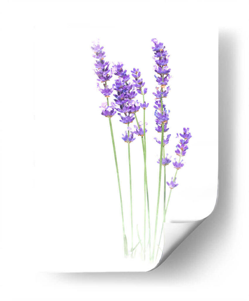 Lavanda - Alemi | Cuadro decorativo de Canvas Lab