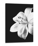 Lirio Blanco y Negro - Alemi | Cuadro decorativo de Canvas Lab