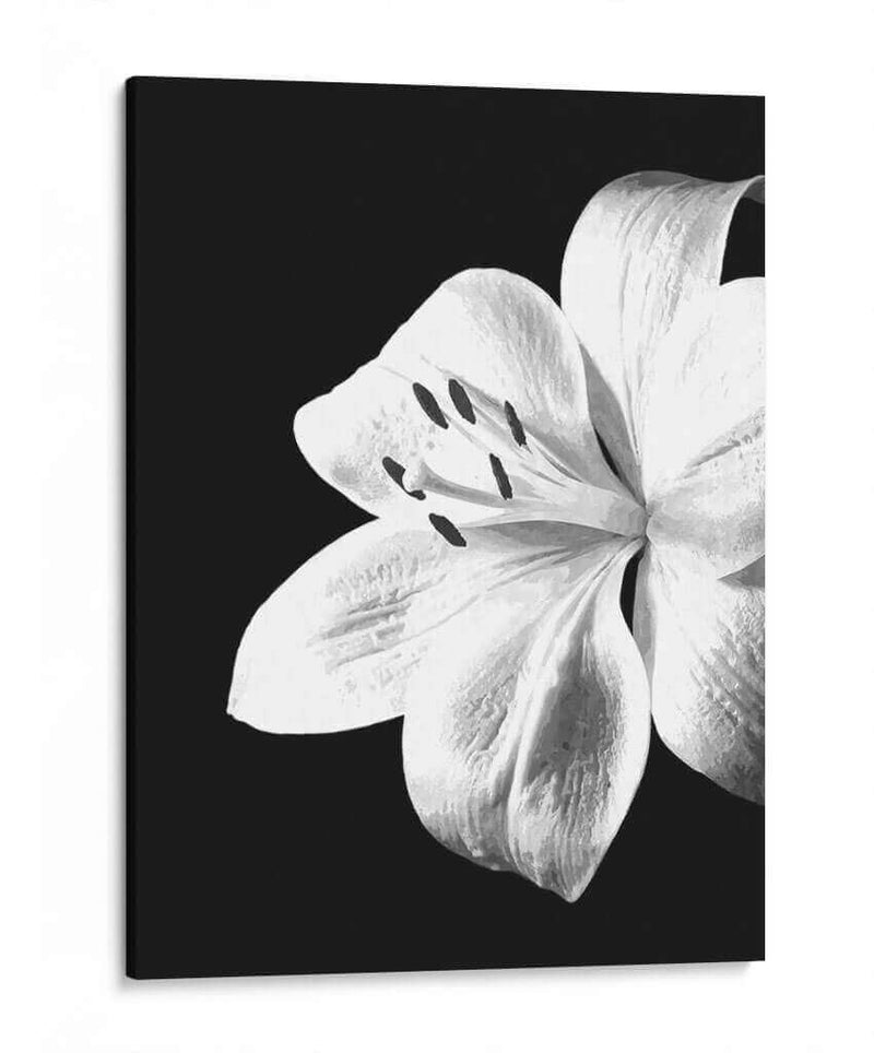 Lirio Blanco y Negro - Alemi | Cuadro decorativo de Canvas Lab