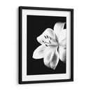 Lirio Blanco y Negro - Alemi | Cuadro decorativo de Canvas Lab