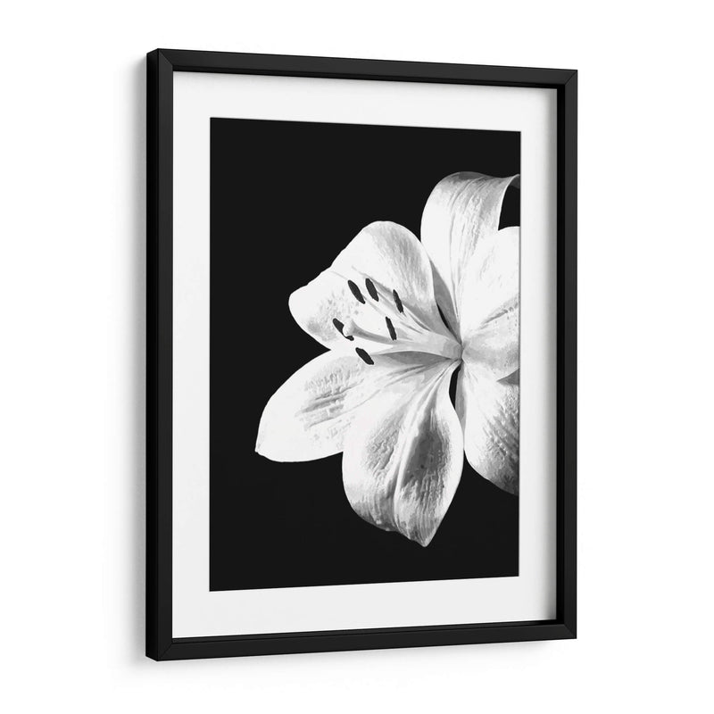 Lirio Blanco y Negro - Alemi | Cuadro decorativo de Canvas Lab