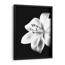 Lirio Blanco y Negro - Alemi | Cuadro decorativo de Canvas Lab