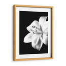 Lirio Blanco y Negro - Alemi | Cuadro decorativo de Canvas Lab
