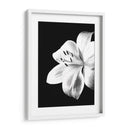 Lirio Blanco y Negro - Alemi | Cuadro decorativo de Canvas Lab
