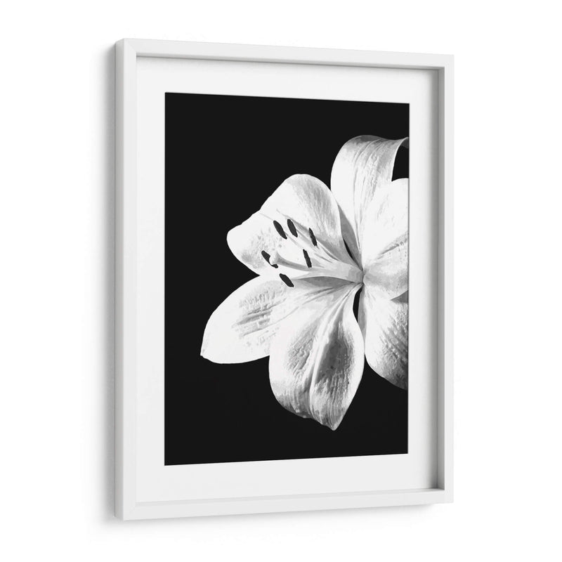 Lirio Blanco y Negro - Alemi | Cuadro decorativo de Canvas Lab