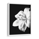 Lirio Blanco y Negro - Alemi | Cuadro decorativo de Canvas Lab