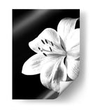 Lirio Blanco y Negro - Alemi | Cuadro decorativo de Canvas Lab