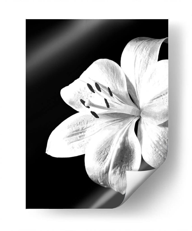 Lirio Blanco y Negro - Alemi | Cuadro decorativo de Canvas Lab