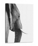 Perfil de Elefante Blanco y Negro - Alemi | Cuadro decorativo de Canvas Lab