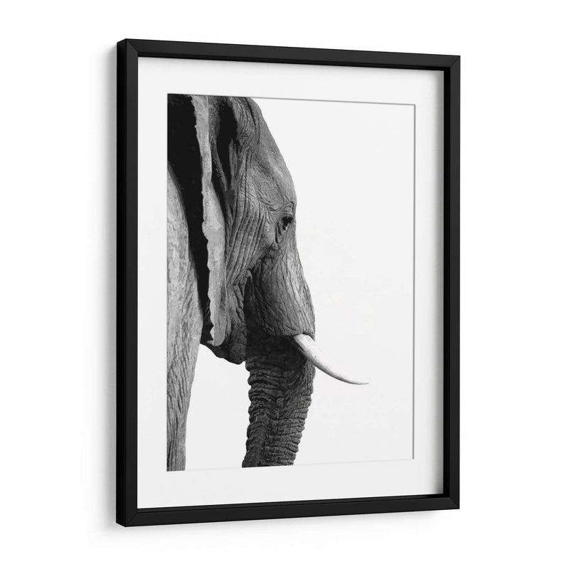 Perfil de Elefante Blanco y Negro - Alemi | Cuadro decorativo de Canvas Lab