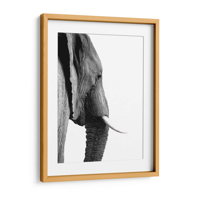 Perfil de Elefante Blanco y Negro - Alemi | Cuadro decorativo de Canvas Lab