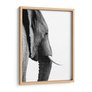 Perfil de Elefante Blanco y Negro - Alemi | Cuadro decorativo de Canvas Lab
