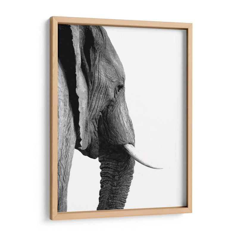 Perfil de Elefante Blanco y Negro - Alemi | Cuadro decorativo de Canvas Lab