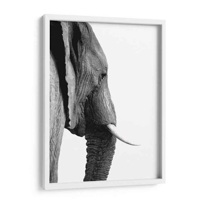 Perfil de Elefante Blanco y Negro - Alemi | Cuadro decorativo de Canvas Lab