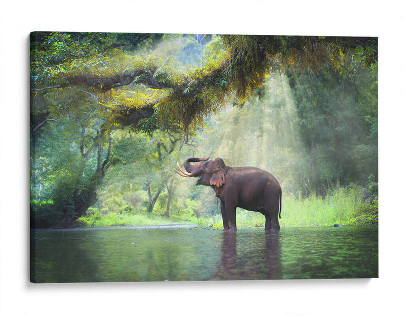 Ducha con rayos de sol | Cuadro decorativo de Canvas Lab