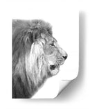 Perfil de León Blanco y Negro - Alemi | Cuadro decorativo de Canvas Lab