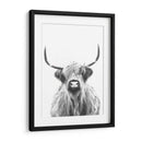 Vaca de las Tierras Altas en Blanco y Negro - Alemi | Cuadro decorativo de Canvas Lab