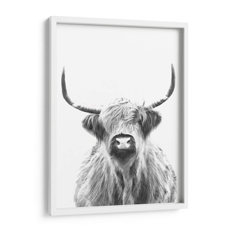 Vaca de las Tierras Altas en Blanco y Negro - Alemi | Cuadro decorativo de Canvas Lab