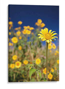 Girasoles Salvajes 1 - Marcos Rodríguez | Cuadro decorativo de Canvas Lab